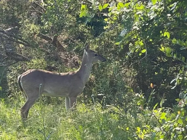 TBD CR 382, Carlton, TX 76436