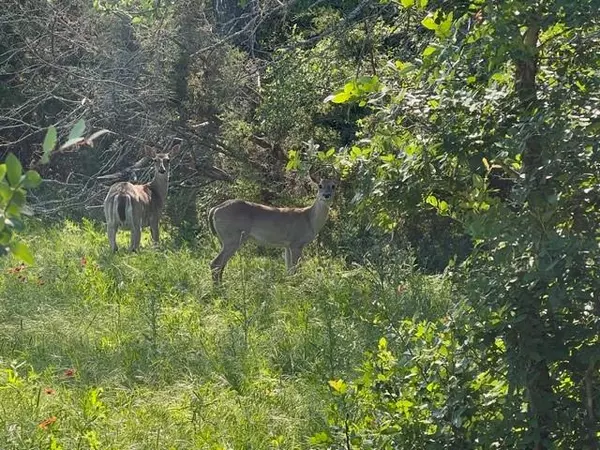 Carlton, TX 76436,TBD County Road 382