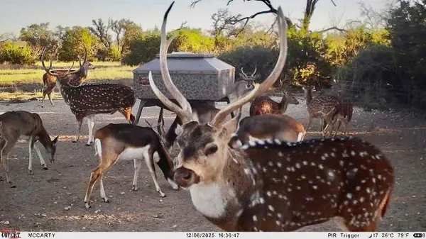 267 CR 112, Goldthwaite, TX 76844