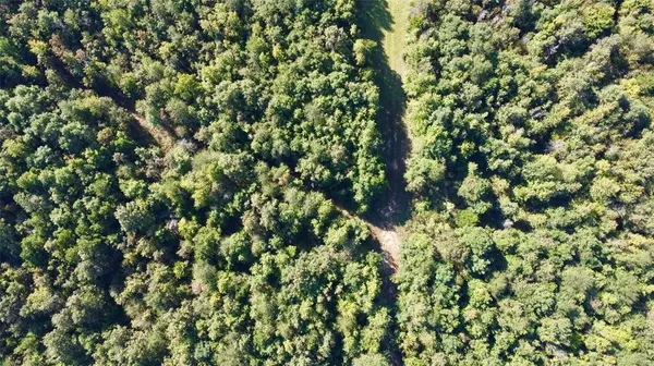 TBD CR 1579-1, Avinger, TX 75630