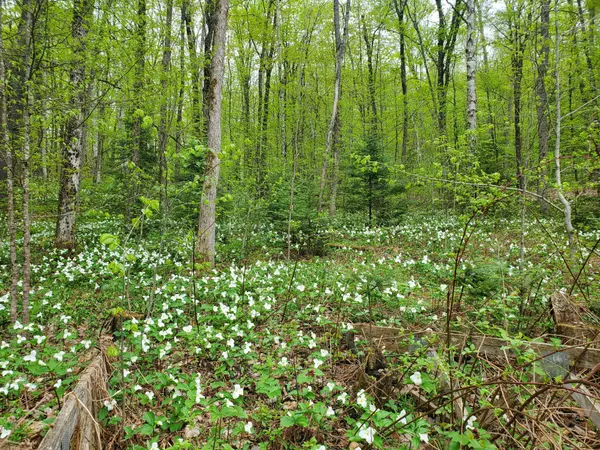 Lake Of Bays, ON P0B 1A0,4244 MUSKOKA ROAD 117 N/A