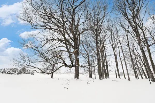 Lot #9 Kadi LN, Almira Twp, MI 49650