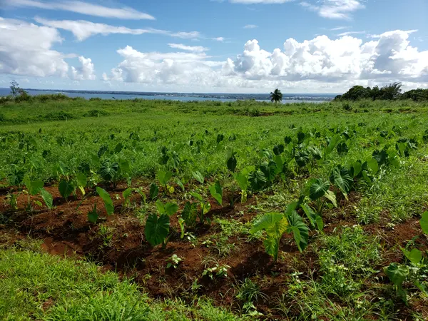 PUIA ROAD, Hilo, HI 96720