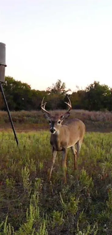 1800 County Road 479, Gorman, TX 76454