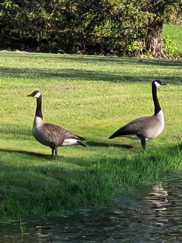 2264 Britannia RD, Burlington, ON L7P 0G2