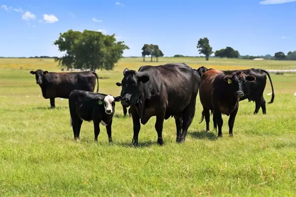 Whitesboro, TX 76273,204 Cr 107