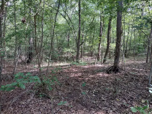 TBD Willow Point Marina Road, Avinger, TX 75668