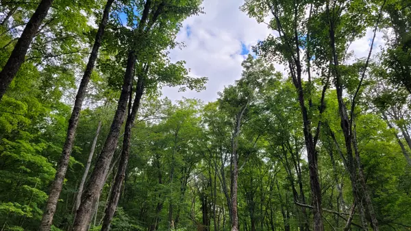 Dysart Et Al, ON K0L 1M0,0 Lot 2 Elephant Lake WAO N/A