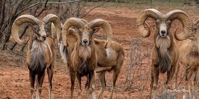 Buffalo4 Ranch County Road 290, Blackwell, TX 79506