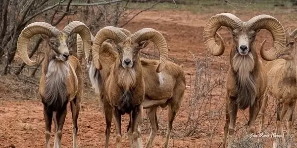 Buffalo4 Ranch County Road 290, Blackwell, TX 79506