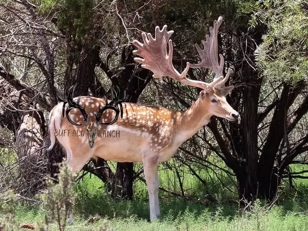 Blackwell, TX 79506,Buffalo4 Ranch County Road 290