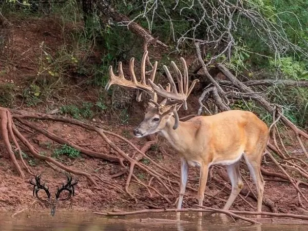 Blackwell, TX 79506,Buffalo4 Ranch County Road 290