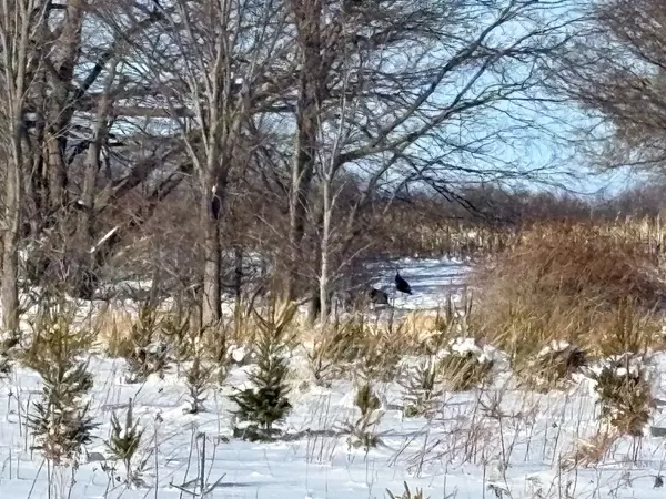 Frontenac Islands, ON K0H 2Y0,PT LT 8 ROAD 96 N/A