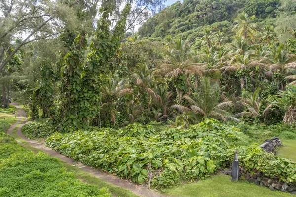 36-1070 LAUPAHOEHOE POINT RD, Laupahoehoe, HI 96764