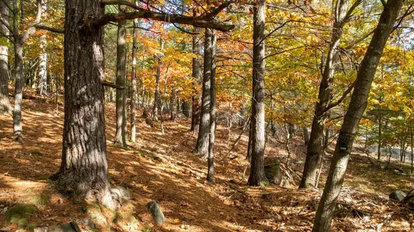 13 Ridgeway DR, Carling, ON P0G 1G0