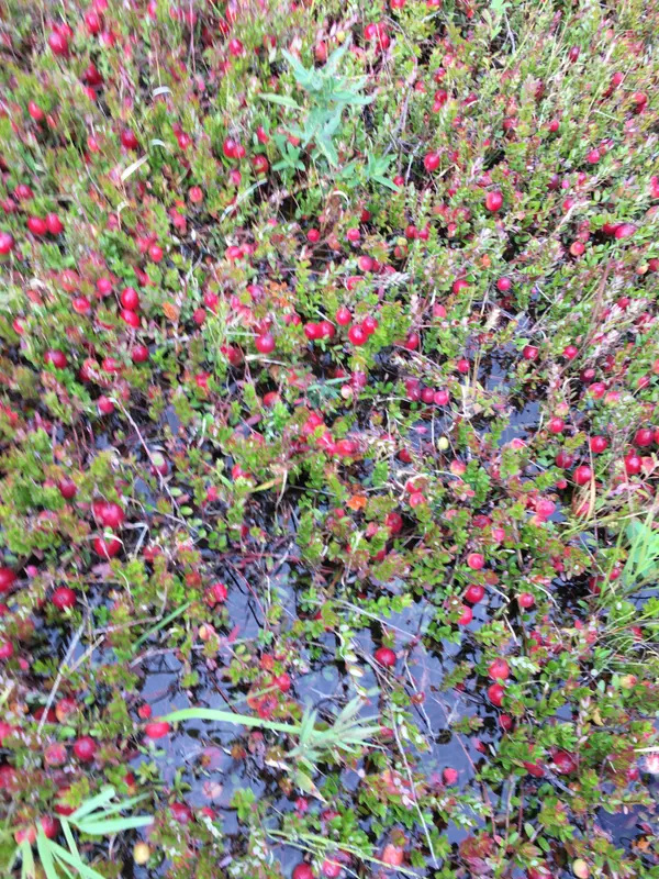 0 STAGECOACH RD, Greely - Metcalfe - Osgoode - Vernon And Area, ON K0A 2W0