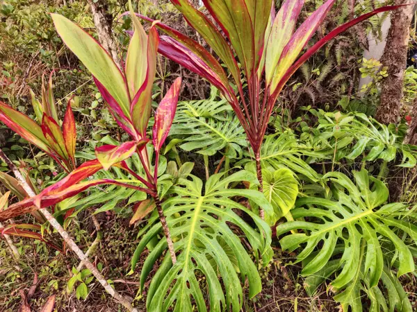 11-1772 PUNA WAI AVE, Mountain View, HI 96771