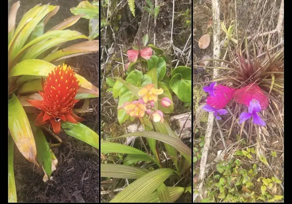 11-1772 PUNA WAI AVE, Mountain View, HI 96771