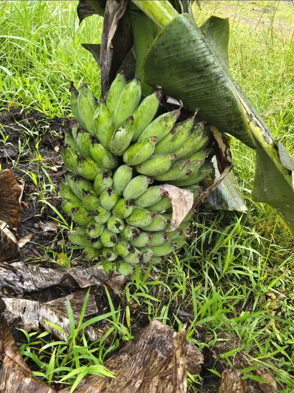 11-1772 PUNA WAI AVE, Mountain View, HI 96771