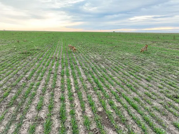 1 County Road 119, Haskell, TX 79521