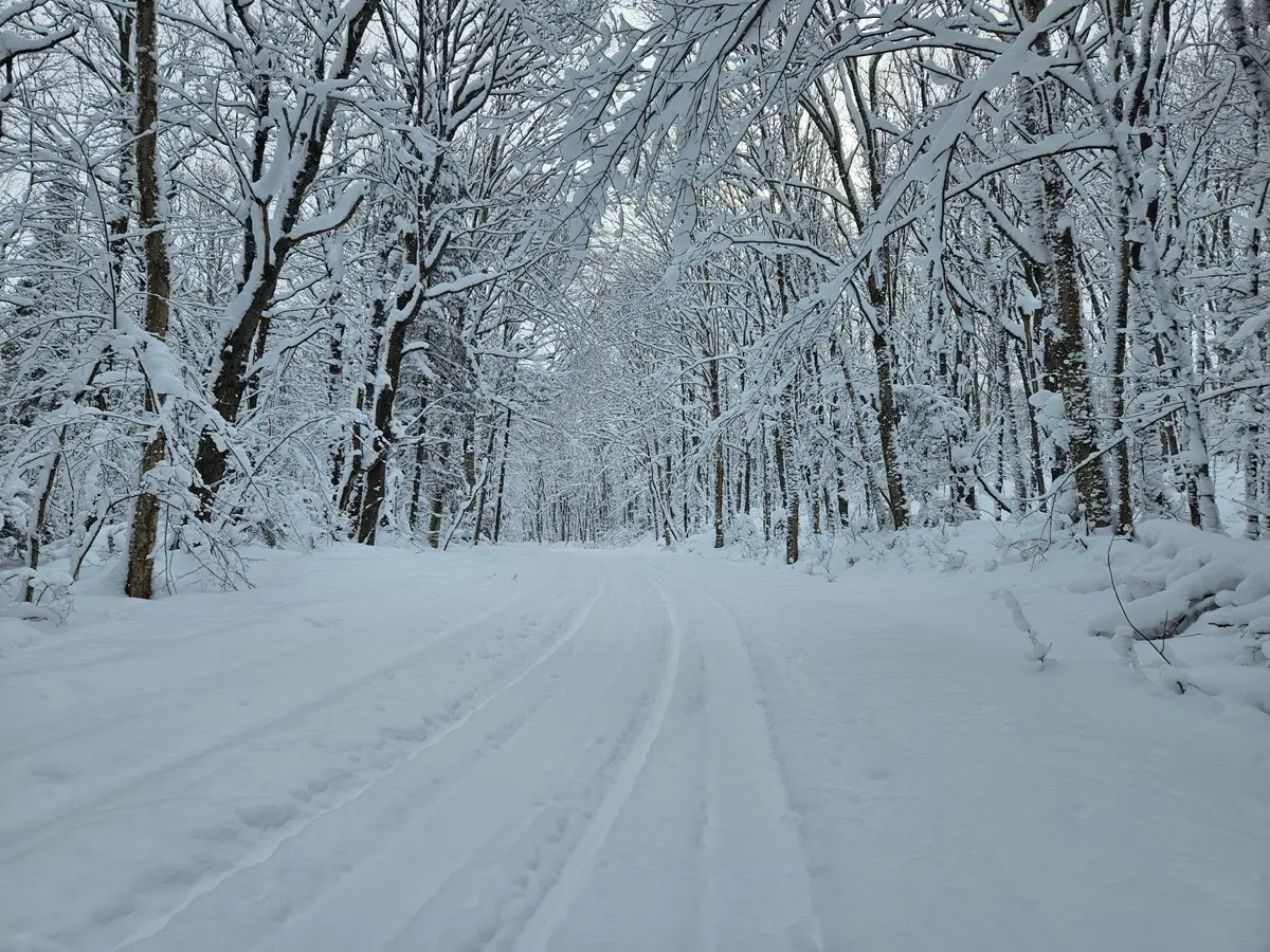 462 Cardwell Lake RD, Huntsville, ON P1H 1E7