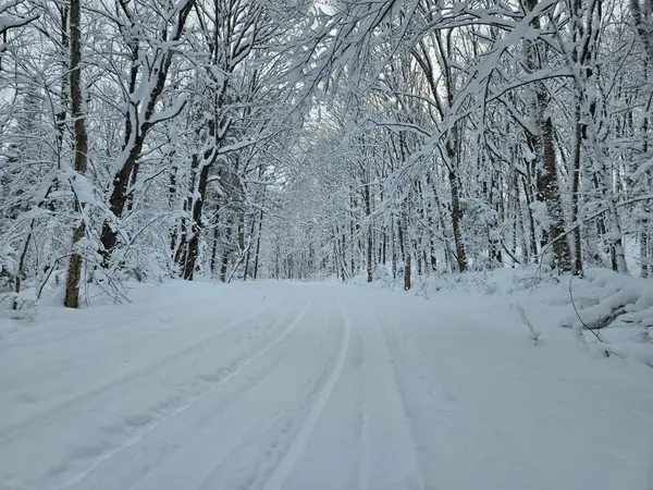 462 Cardwell Lake RD, Huntsville, ON P1H 1E7