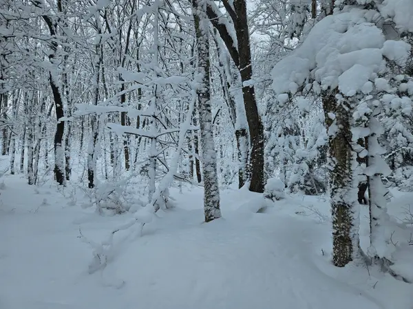 462 Cardwell Lake RD, Huntsville, ON P1H 1E7