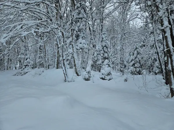 462 Cardwell Lake RD, Huntsville, ON P1H 1E7