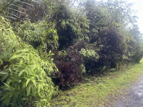 PALM TREE DR, Mountain View, HI 96771