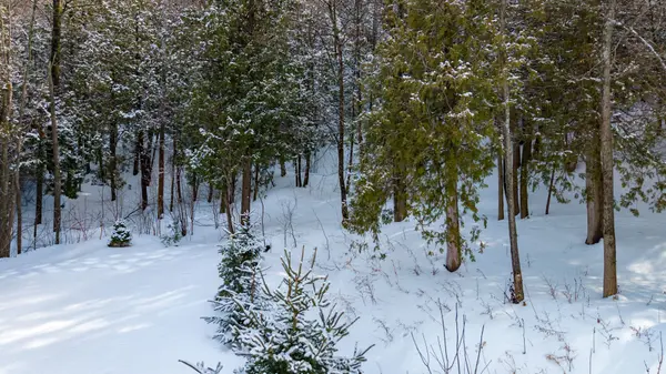 102 Wensley DR #27, Blue Mountains, ON N0H 1J0