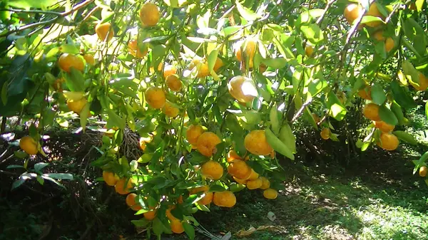 41ST AVE, Kurtistown, HI 96760