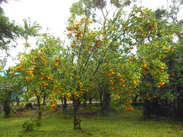 41ST AVE, Kurtistown, HI 96760