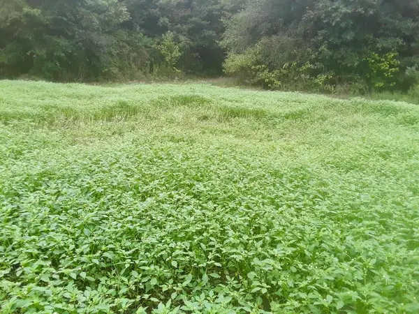 TBD Shawnee, Avery, TX 75554