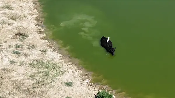 TBD FM 1129 Road, Chatfield, TX 75105