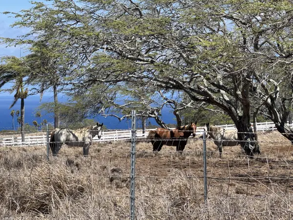 56-2951 PUAKEA BAY DR, Hawi, HI 96719