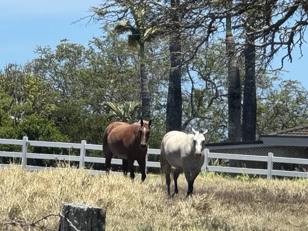 56-2951 PUAKEA BAY DR, Hawi, HI 96719