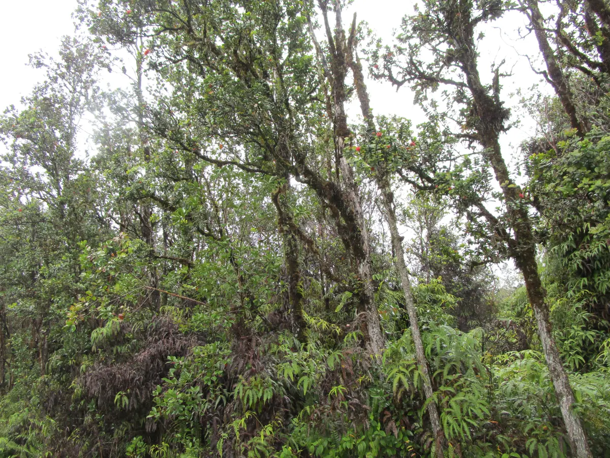 NENE ST, Mountain View, HI 96771