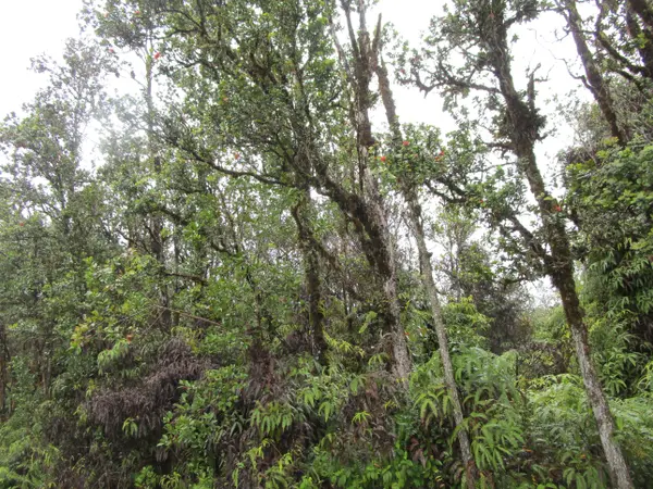 NENE ST,  Mountain View,  HI 96771