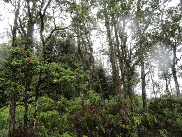 NENE ST, Mountain View, HI 96771