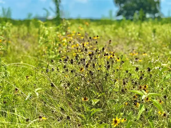 TBD Tract 23 County Rd 3644, Saltillo, TX 75471