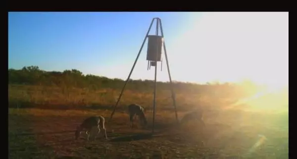 Wingate, TX 79566,CR 209 County Road 209