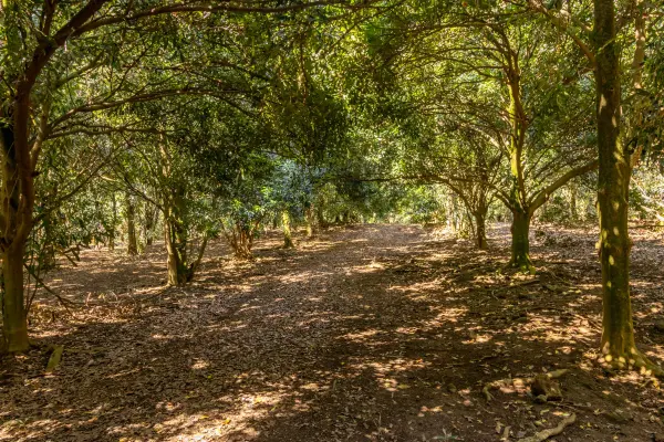 96-2865 WOOD VALLEY RD, Pahala, HI 96777