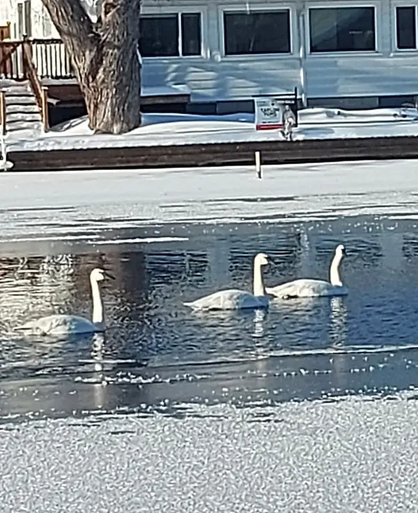 15 North Water ST, Kawartha Lakes, ON K0M 1K0