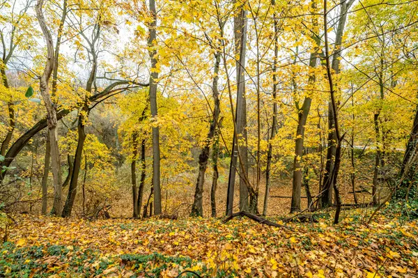 1298 Colfax AVE, St. Joseph Twp, MI 49022