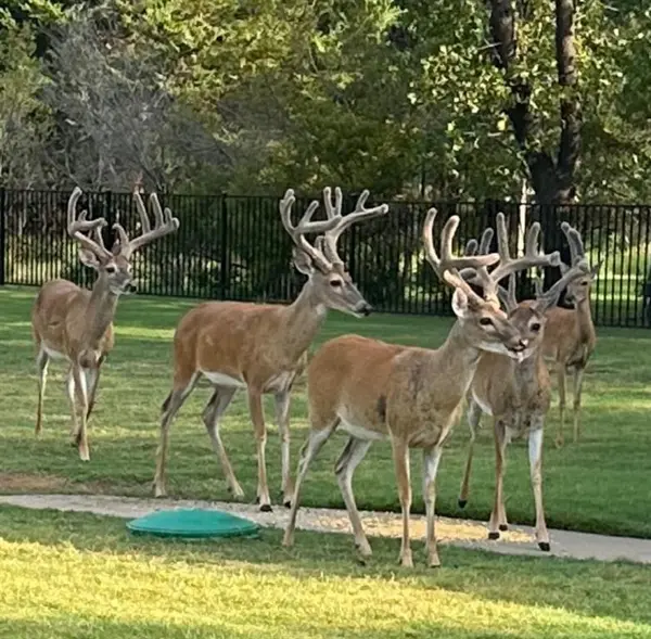 7545 Colton Lane, Pilot Point, TX 76258