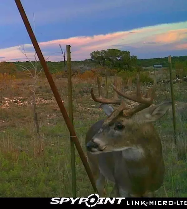 Blackwell, TX 79506,3402 County Road 196