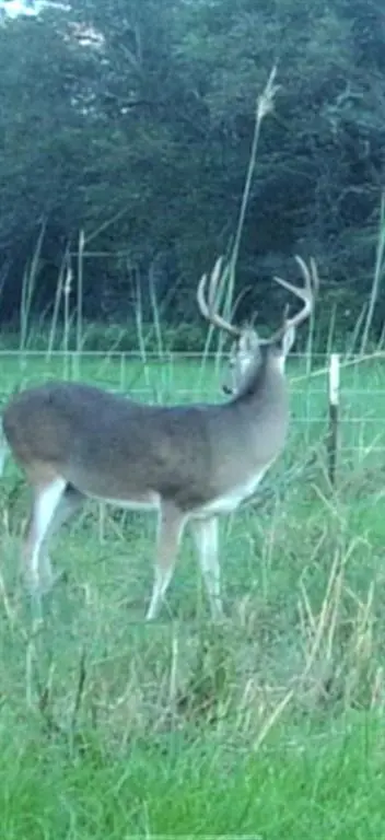 TBD 12 FM 1848, Buffalo, TX 75831