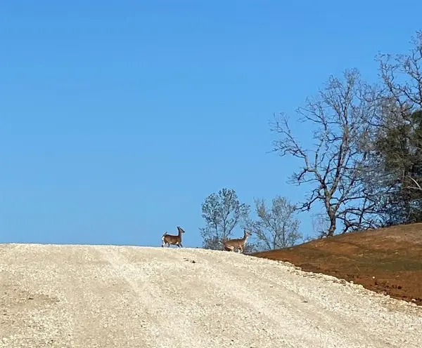 TBD 12 FM 1848, Buffalo, TX 75831