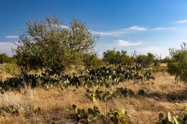 TBD County Road 242, Clyde, TX 79510