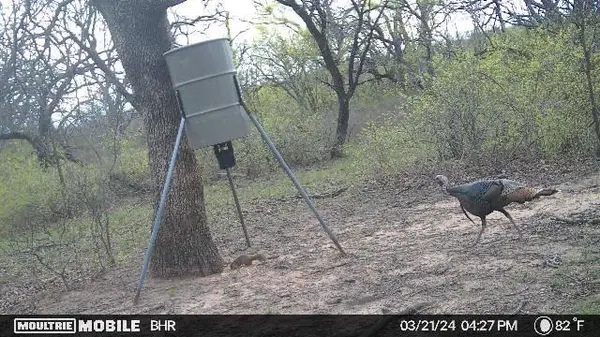 TBD CR 131, Comanche, TX 76857